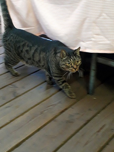 万年筆専門店の近所を歩くロク＝7日、宮崎市