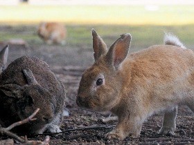 瀬戸内海のウサギ島　癒やし求め観光客激増、外国人は１５倍