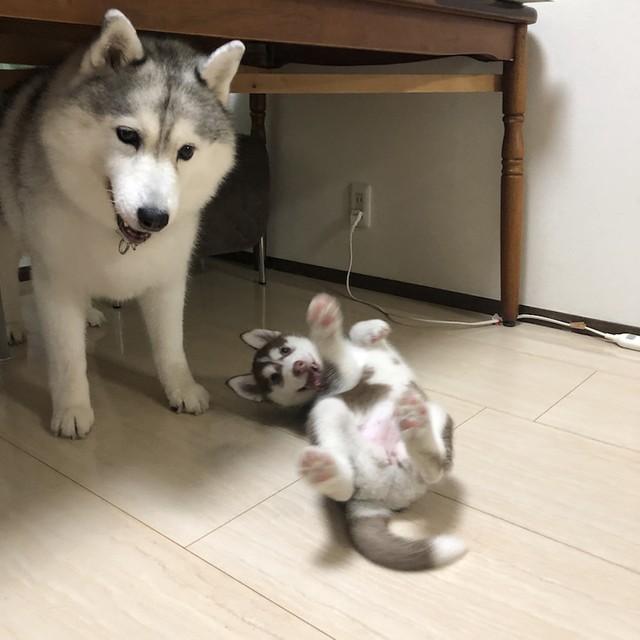 優しい笑顔のシルビアちゃんと子犬期のシャンテちゃん。どっちも可愛い♡（提供：ハマジさん）