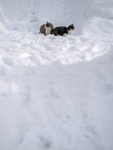 『ゆきねこ』より（吉田裕吏洋　撮影 / 北海道新聞社）