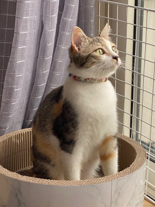 お迎えから1週間、窓辺でニャルソックするネネちゃん（画像提供：パステル三毛猫_ネネさん）