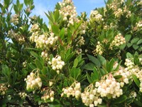 熊山英国庭園でこれから見ごろを迎える「イチゴノキ」／提供：赤磐市