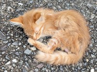 もう動く力は残っていなかったぽわげちゃん（画像提供：ツナさん）