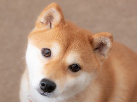 70名様ご招待！　セミナー「愛犬と長く幸せに暮らすために」