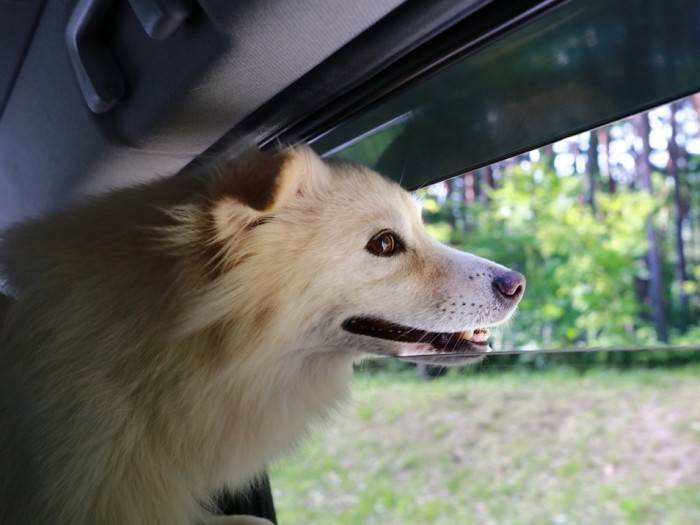 外の景色を眺めるのが好きな大吉