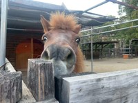 まだ?? エサの時間が遅れている‼とアピールするカッピー（神戸市立王子動物園提供）