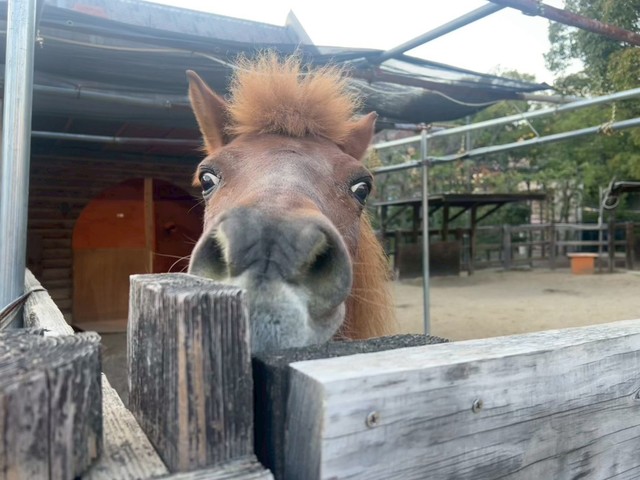 まだ?? エサの時間が遅れている‼とアピールするカッピー（神戸市立王子動物園提供）