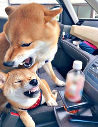 車の中でもワンプロ勃発！？ 妹・ななちゃん（下）、兄・ふぅくん（上）（画像提供：なつポょさん）