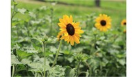 ドイツの森でヒマワリが開花　見頃は７月中旬～8月中旬ごろ　岡山・赤磐市