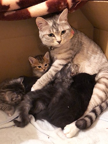 よもぎママ、がんばりました。「ちくわも子育てに参加してくれて助かったな」（さわたさん提供）