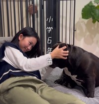 アトム君を優しく見つめるゆめちゃん（提供：＠americanbully_atom0106さん）
