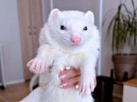 真っ白な被毛が美しいウユちゃん（画像提供：ウユちゃんさん）