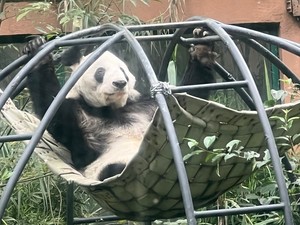 中国籍ではない唯一のパンダがメキシコにいる理由　「繁殖の名門」動物園で長寿を保つ