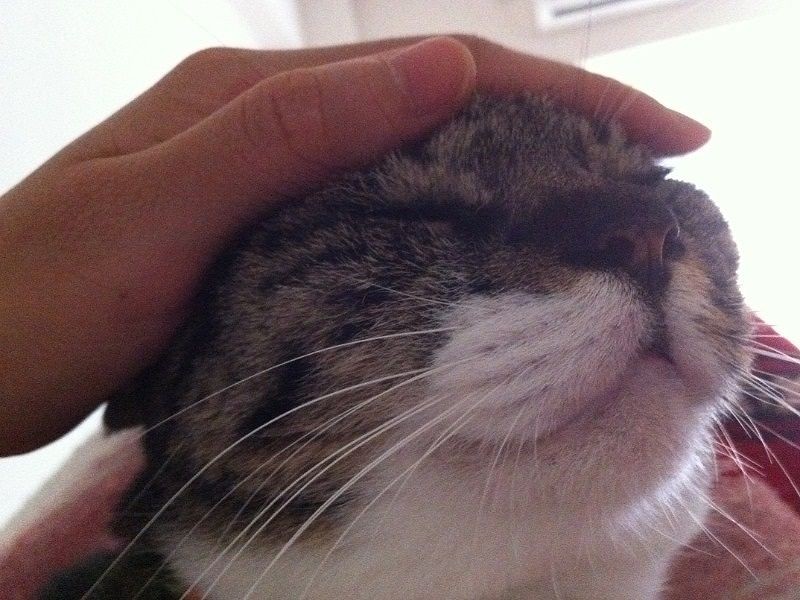 キヨちゃんの頭を撫でる綾子さん