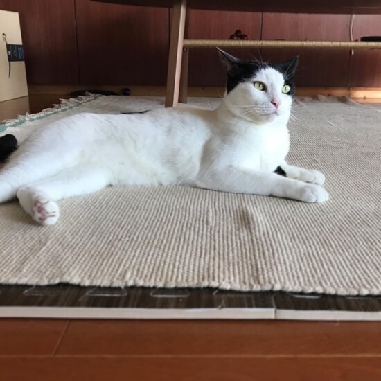 普段のむちゃ太郎