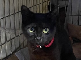 一緒に暮らしている動物と避難するのは当然　ウクライナの国境の町で見た世界のうねり