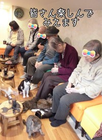 お年寄りにも人気（保護猫カフェ「ひだまり号」提供）