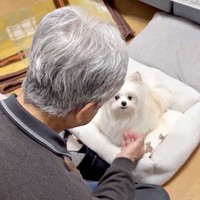 ハッとしたような表情に！ 飼い主さんを見つめるかわいーぬちゃん（画像提供：かわいーぬさん）