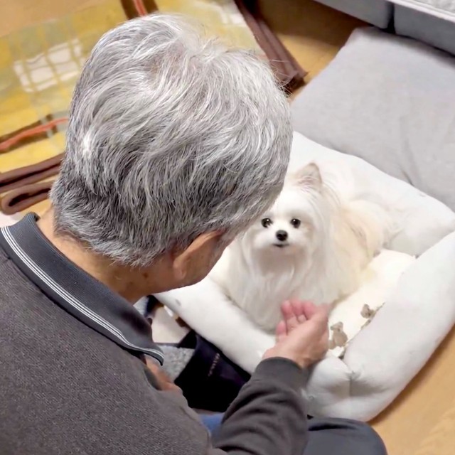 ハッとしたような表情に！ 飼い主さんを見つめるかわいーぬちゃん（画像提供：かわいーぬさん）