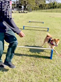 ジャンプ！ーーと思いきや、またまたよけたおだしくん（画像提供：柴犬おだしさん）