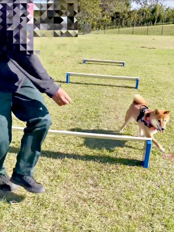 ジャンプ！ーーと思いきや、またまたよけたおだしくん（画像提供：柴犬おだしさん）