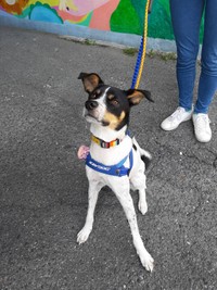 体重も10キロになったサニー君、少しりりしくなりました