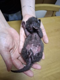 保護当時は、目も開いていなかった