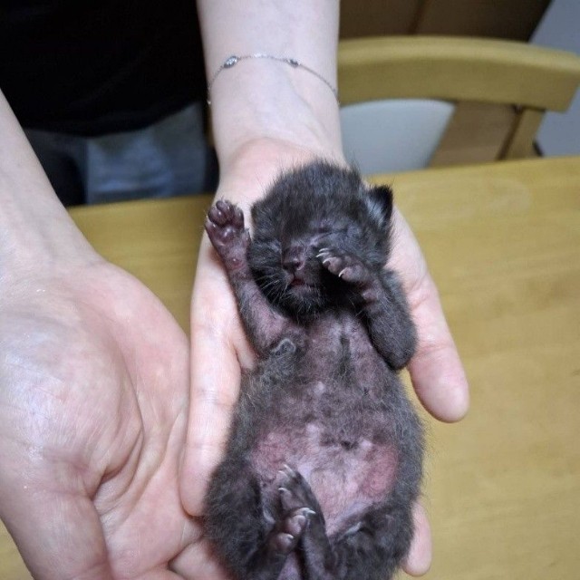 保護当時は、目も開いていなかった