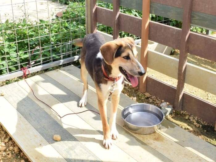 保護されている犬は、中型の雑種犬が多い