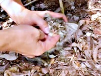 手のひらにおさまるほど小さく痩せていたルナちゃん（画像提供：なちゅふぉとさん）