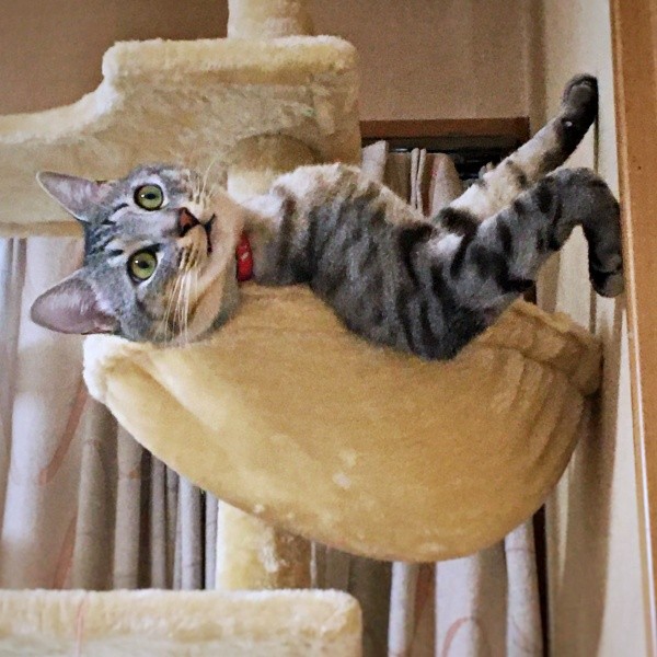 6年前、キャットタワーのハンモックでくつろぐようになったななちゃん（画像提供：KALEIDOSCOPE（カレイドスコヲプ）さん）