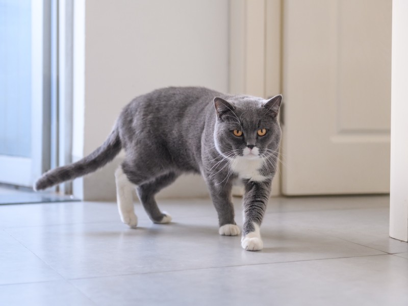 猫がトイレの外で排泄してしまう！ まず健康チェック、次に粗相か 