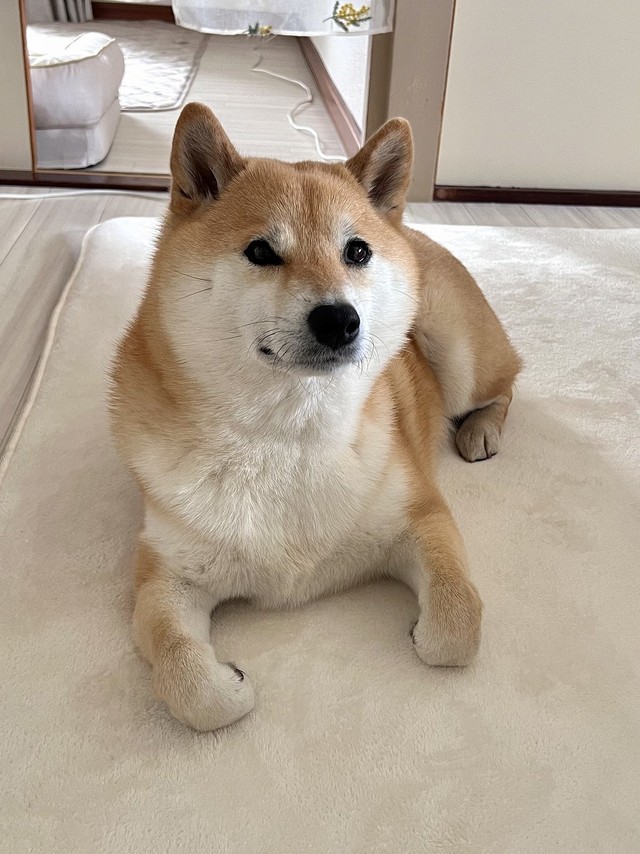 「おててないない」姿も可愛いふう太くん（画像提供：柴犬ふう太さん）