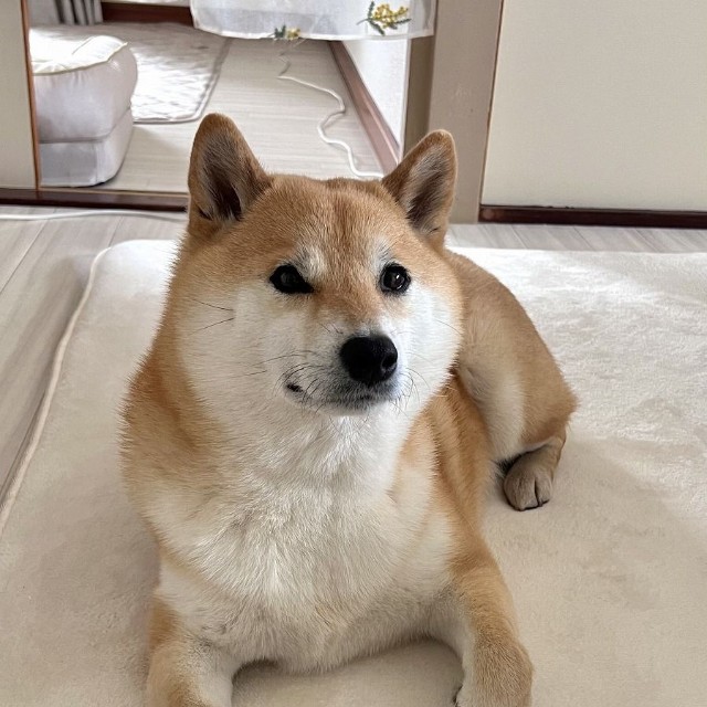 「おててないない」姿も可愛いふう太くん（画像提供：柴犬ふう太さん）