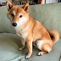「むぎまるがくしゃみをしたら、Siriが返事をした」という時のむぎまるくん（提供：柴犬勇者むぎまるさん）