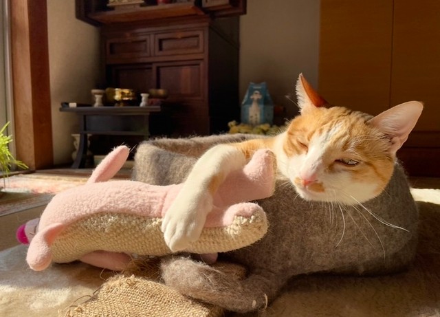 「やっぱり家の中は快適だにゃ」（守安さん提供）