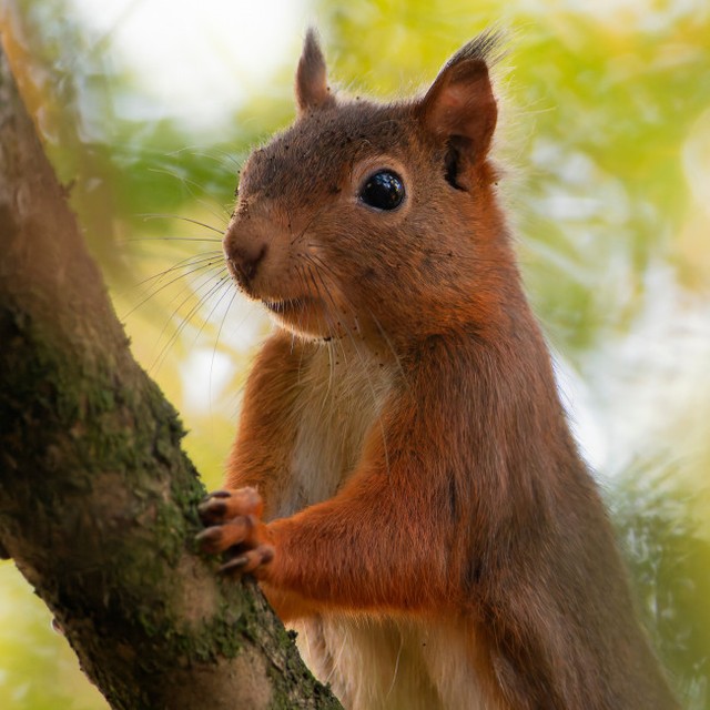 リス※イメージ画像