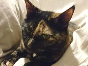 親友猫も寄りつかない?!　オーガニックな猫シャンプー