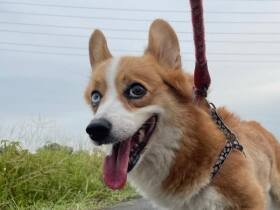 元保護犬「もも」　苦しみや悲しみを乗り越え立派なパトロール犬に！