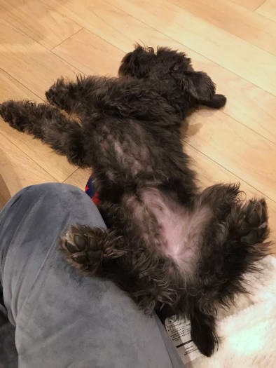 １週間の社会化お泊まりを終えて、帰宅した日の写真（お母さん提供）