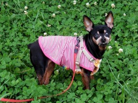 目が見えない愛犬　原っぱを歩くコツつかみ、友達にもクンクン