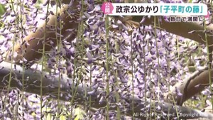 伊達政宗公ゆかり「子平町の藤」　９日まで一般公開　仙台・青葉区