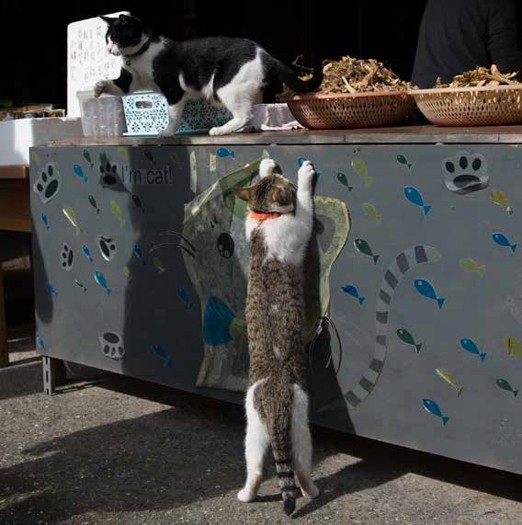 台湾の猫村（ホウトン）にて　（沖昌之 / 辰巳出版）