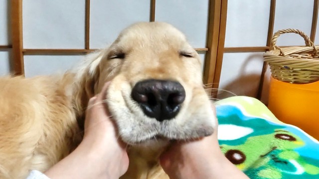可愛がってもらって幸せそう～ 画像提供：イブ（ゴールデンレトリバー）さん