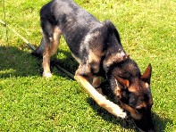 シェパードの警察犬ルルフ、訓練中　匂いで遺留品を見つけろ！