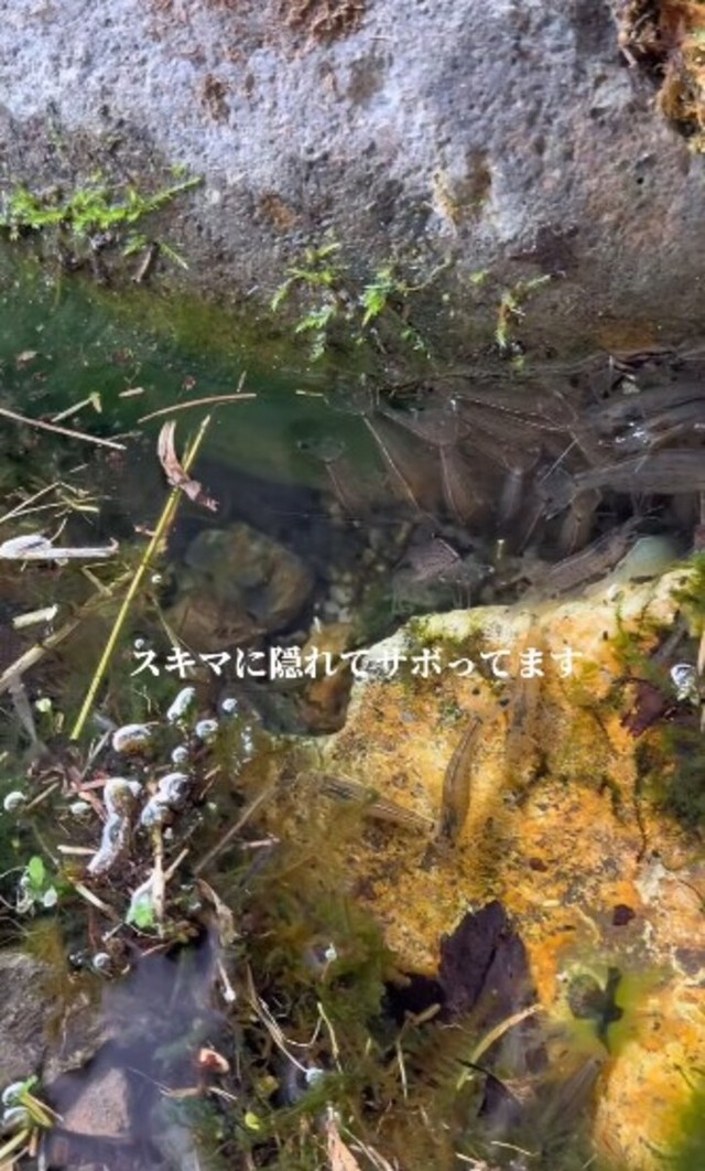 エビたちは…「スキマに隠れてサボってます」／投稿主さん提供