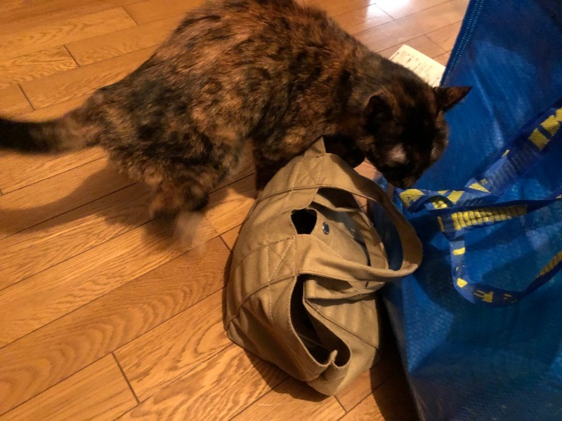 くんくんチェック。ちなみにいつもはノーチェックです