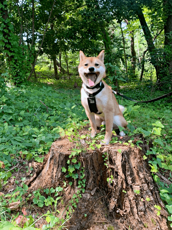 散歩中、切り株の上に登ってニコニコ笑顔の禄くん（画像提供：柴犬 ろくさん）