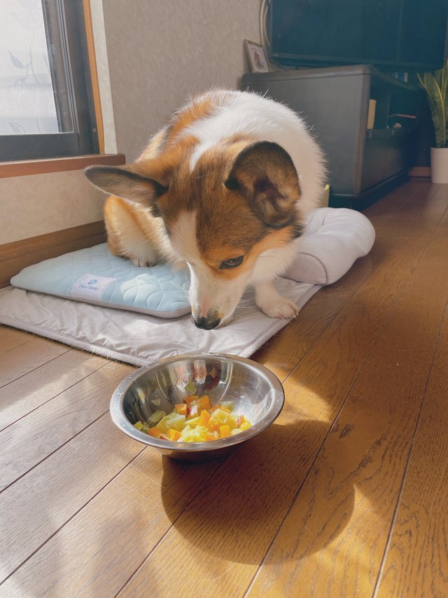 物欲しそうにご飯を見つめるこたろうくん（提供：こたろうさん）