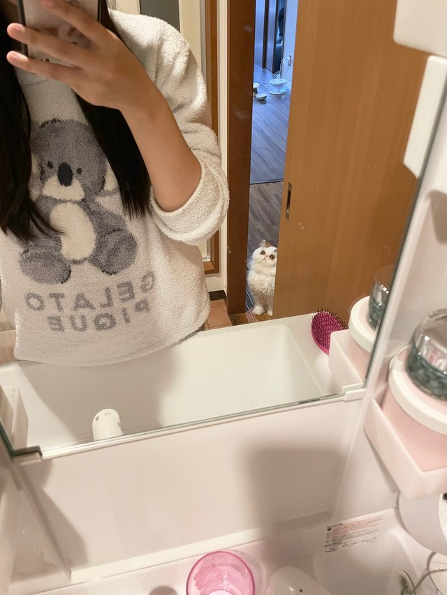 ドアのすき間から熱～い視線が…（提供：もけもけ@エキゾチックロングヘアさん）